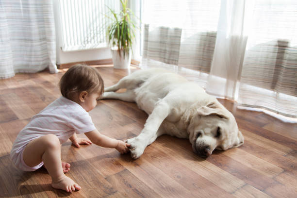 Top Flooring Options For Pet Owners | Speers Road Broadloom